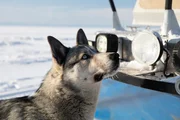 Ein Schneehund, auf dem zugefrorenen See. Ein Schneehund, auf dem zugefrorenen See.
