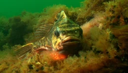 Mutig verteidigt der Seehase seine Eier gegen Eindringlinge.