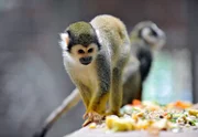 rbb Fernsehen PANDA, GORILLA & CO., TEIL 189, "Geschichten aus dem Zoo Berlin und dem Tierpark Berlin", Mehlwürmer gelten unter Totenkopfäffchen als Delikatesse. Diese neugierigen und zutraulichen Äffchen verdanken ihren Namen der Zeichnung im Gesicht. Die Weißfärbung erinnert an einen Totenkopf. rbb Fernsehen PANDA, GORILLA & CO., TEIL 189, "Geschichten aus dem Zoo Berlin und dem Tierpark Berlin", Mehlwürmer gelten unter Totenkopfäffchen als Delikatesse. Diese neugierigen und zutraulichen Äffchen verdanken ihren Namen der Zeichnung im Gesicht. Die Weißfärbung erinnert an einen Totenkopf.