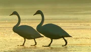 Singschw&auml;ne sind regelm&auml;&szlig;ige Winterg&auml;ste an der Schlei.