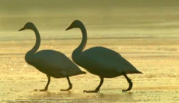 Singschw&auml;ne sind regelm&auml;&szlig;ige Winterg&auml;ste an der Schlei.