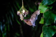 Eine Blattnasen-Fledermaus aus Mittelamerika trinkt den Nektar einer Blüte und bestäubt die Pflanze dabei. Eine Blattnasen-Fledermaus aus Mittelamerika trinkt den Nektar einer Blüte und bestäubt die Pflanze dabei.