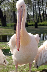 Die Rosapelikane im Tierpark, die zunächst von Hand aufgezogen wurden, sind nun in die Kolonie zu den Erwachsenen gezogen. Noch sind sie auf Menschen geprägt, doch das verwächst sich mit der Zeit. Die Rosapelikane im Tierpark, die zunächst von Hand aufgezogen wurden, sind nun in die Kolonie zu den Erwachsenen gezogen. Noch sind sie auf Menschen geprägt, doch das verwächst sich mit der Zeit.