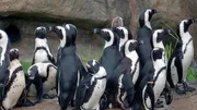 Die Pinguine aus dem Kronberger Opel-Zoo.