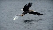 Seeadler sind gute J&auml;ger. Der Altvogel hat einen Aal entdeckt, den er zu seinem Jungen ins Nest tr&auml;gt.