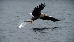 Seeadler sind gute J&auml;ger. Der Altvogel hat einen Aal entdeckt, den er zu seinem Jungen ins Nest tr&auml;gt.