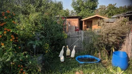 Auch Laufenten gibt es auf der City Farm bei Augsburg.