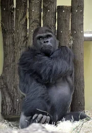 rbb Fernsehen PANDA, GORILLA & CO., TEIL 187, "Geschichten aus dem Zoo Berlin und dem Tierpark Berlin", am Freitag (01.07.11) um 20:15 Uhr. Die grauen Zellen von Gorilla Ivo sollen mal wieder auf Trab gebracht werden: Für die Idee, mit einem Stock eine Schüssel mit Futter zu angeln, kann er sich wenig begeistern. rbb Fernsehen PANDA, GORILLA & CO., TEIL 187, "Geschichten aus dem Zoo Berlin und dem Tierpark Berlin", am Freitag (01.07.11) um 20:15 Uhr. Die grauen Zellen von Gorilla Ivo sollen mal wieder auf Trab gebracht werden: Für die Idee, mit einem Stock eine Schüssel mit Futter zu angeln, kann er sich wenig begeistern.