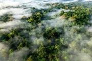 Im Tiefland von Mittelamerika wie hier in Costa Rica wachsen noch sehr artenreiche Regenw‰lder. Im Tiefland von Mittelamerika wie hier in Costa Rica wachsen noch sehr artenreiche Regenw‰lder.