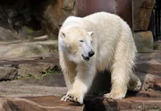 Kulturradio vom rbb POLARTIERE, Hörstück von Monika Ahrens, am Montag um 14:10 Uhr. Eisbärin Giovanna im Berliner Zoo. Kulturradio vom rbb POLARTIERE, Hörstück von Monika Ahrens, am Montag um 14:10 Uhr. Eisbärin Giovanna im Berliner Zoo.