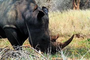 Ein Rhinozeros. Ein Rhinozeros.