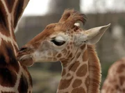 Giraffenkind Susi Giraffenkind Susi