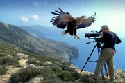 Seeadler