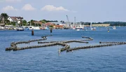 Der Heringszaun bei Kappeln. Einst gab es 38 von ihnen in der Schlei. Man sch&auml;tzt sein Alter auf &uuml;ber 500 Jahre. Gefischt wird mit ihm schon lange nicht mehr.