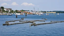Der Heringszaun bei Kappeln. Einst gab es 38 von ihnen in der Schlei. Man sch&auml;tzt sein Alter auf &uuml;ber 500 Jahre. Gefischt wird mit ihm schon lange nicht mehr.