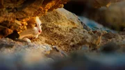 Streunende Hauskatze