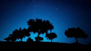 Olivenb&auml;ume bei Nacht