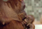 Bini ist stolze Mutter. Die Orang-Utan-Dame hat einen Sohn namens Bulan. Pfleger Reimon Opitz, der Bini damals selber mit der Flasche aufzog, lernt nun den kleinen Menschenaffen aus der Nähe kennen. Bini ist stolze Mutter. Die Orang-Utan-Dame hat einen Sohn namens Bulan. Pfleger Reimon Opitz, der Bini damals selber mit der Flasche aufzog, lernt nun den kleinen Menschenaffen aus der Nähe kennen.