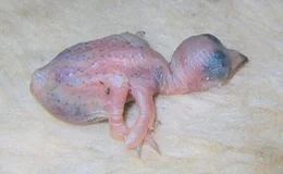 Ein Mauersegler-Baby.