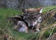 Ein junger Wolf wartet auf die Rückkehr seines Rudels. Ein junger Wolf wartet auf die Rückkehr seines Rudels.