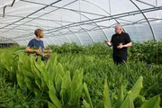 Sebastian Niedermaier mit ausgegrabenen Kurkumawurzeln (links) und Alexander Herrmann im Folientunnel bei Kurkuma- und Ingwerpflanzen, Biogärtnerei Niedermaier in Bamberg. Sebastian Niedermaier mit ausgegrabenen Kurkumawurzeln (links) und Alexander Herrmann im Folientunnel bei Kurkuma- und Ingwerpflanzen, Biogärtnerei Niedermaier in Bamberg.