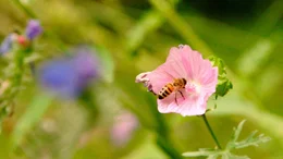 Insekten erw&uuml;nscht! Es soll Brummen und Summen im Naturgarten.
