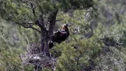 Ein Iberischer Kaiseradler bewacht seinen Horst. Ein Iberischer Kaiseradler bewacht seinen Horst.