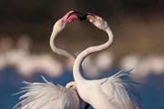Flamingokampf - Pont de Gau PNR Camargue