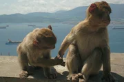 Berberaffen bei Gibraltar. Berberaffen bei Gibraltar.