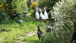 H&uuml;hner und Laufenten gibt es auf der City Farm bei Augsburg.