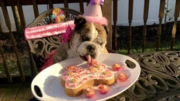 A bull dog is in a party hat eating a dog birthday cake.