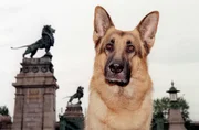 Kommissar Rex "Polizisten küsst man nicht". Im Bild: Rex. Kommissar Rex "Polizisten küsst man nicht". Im Bild: Rex.
