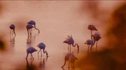Flamingos am Tagliamento. Flamingos am Tagliamento.