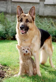 Rex und der &bdquo;Findelhund&ldquo;.