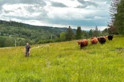 Möhrenbachs einziger Landwirt züchtet Highland- und Galloway-Rinder. Möhrenbachs einziger Landwirt züchtet Highland- und Galloway-Rinder.