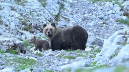 Braunb&auml;rin mit ihrem Jungen in einer felsigen, bergigen Umgebung.