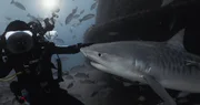 Scuba diver underwater touching a shark