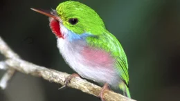 Vielfarbentody, Kuba-Tody.