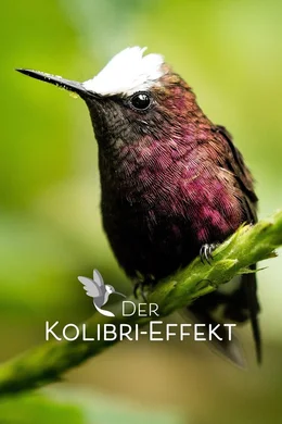 Kolibri