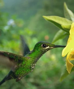 Kolibri