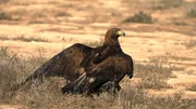 Der auf dem Foto abgebildete Vogel ist ein Steinadler (Aquila chrysaetos) Der auf dem Foto abgebildete Vogel ist ein Steinadler (Aquila chrysaetos)