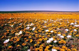 Im Fr&uuml;hling erstrecken sich Bl&uuml;tenmeere bis zum Horizont.