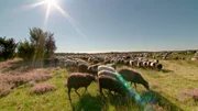 Das tierische Wahrzeichen der Lüneburger Heide: die Heidschnucken. Die Schafrasse ist wichtig bei der Landschaftspflege. Das tierische Wahrzeichen der Lüneburger Heide: die Heidschnucken. Die Schafrasse ist wichtig bei der Landschaftspflege.