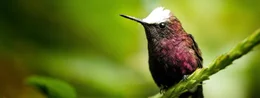 Kolibri