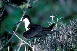 Universum "Kuba - Juwel der Karibik" Kuba ist nicht nur die gr&ouml;&szlig;te der Karibischen Inseln, sondern auch die am wenigsten bekannte. Kuba beherbergt neben einer Reihe von endemischen Arten auch den kleinsten Vogel und die aggressivsten Krokodile der Welt. F&uuml;r diesen Film dokumentiert Paul Reddish die Regenw&auml;lder und W&uuml;sten, die Berggipfel und Korallenriffe Kubas. Im Bild: Seeschwalbe. SENDUNG: ORF2, DI, 23.11.2004, 20:15 UHR. - Veroeffentlichung fuer Pressezwecke honorarfrei ausschliesslich im Zusammenhang mit oben genannter Sendung des ORF bei Urhebernennung. Foto:ORF/Mike Potts. Andere Verwendung honorarpflichtig und nur nach schriftlicher Genehmigung der Abteilung ORF/GOEK-Photographie. Copyright:ORF-PHOTOGRAPHIE, Wuerzburggasse 30, A-1136 Wien, Tel. +43-(0)1-87878-14383.