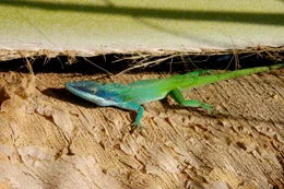 Anolis.