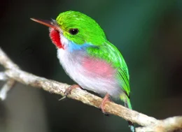 Vielfarbentody, Kuba-Tody.