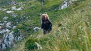 Vor 25 Jahren wurden im Trentino 10 B&auml;ren ausgesetzt. Heute leben dort &uuml;ber 100. Niemand hatte damit gerechnet, dass sich die B&auml;ren dort so wohl f&uuml;hlen und sich so schnell vermehren w&uuml;rden.