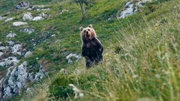 Vor 25 Jahren wurden im Trentino 10 B&auml;ren ausgesetzt. Heute leben dort &uuml;ber 100. Niemand hatte damit gerechnet, dass sich die B&auml;ren dort so wohl f&uuml;hlen und sich so schnell vermehren w&uuml;rden.