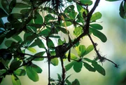 Universum "Kuba - Juwel der Karibik"; Im Bild: Bienenelfe (ein Kolibri) im Nest.